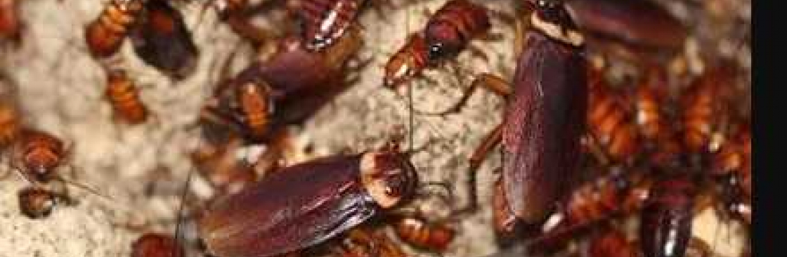 Enviro Safe Pest Control