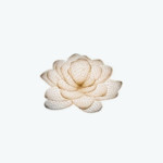 Lotus at Queensway Medical