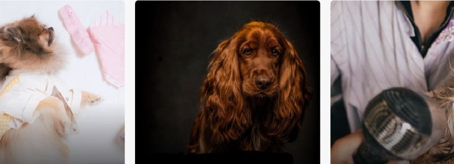 expressmobilepetgrooming 