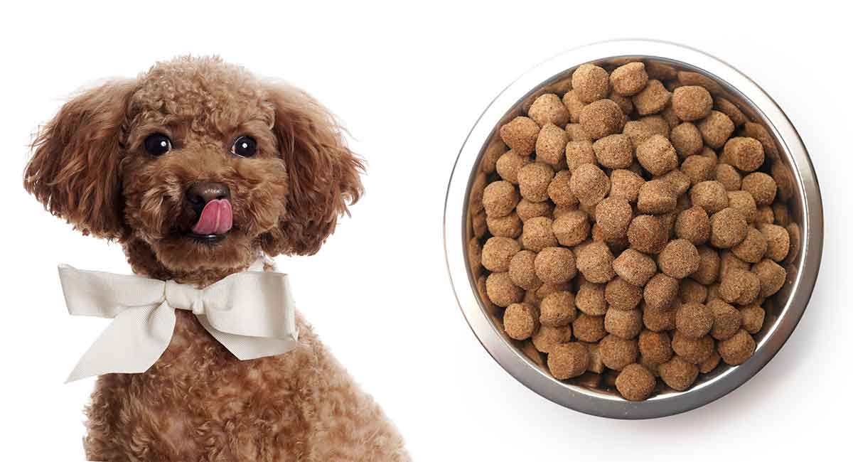 How Much To Feed Your Poodle Puppy: A Complete Guide