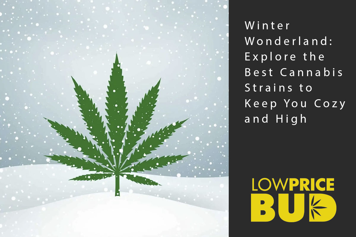 Winter Wonderland: Explore the Best Cannabis Strains to Keep You Cozy and High - Low Price Bud