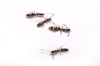 Ant Pest Control Frankston, Ant Removal Frankston, Ant Killer