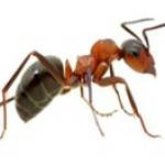 Ant Pest Control Melbourne