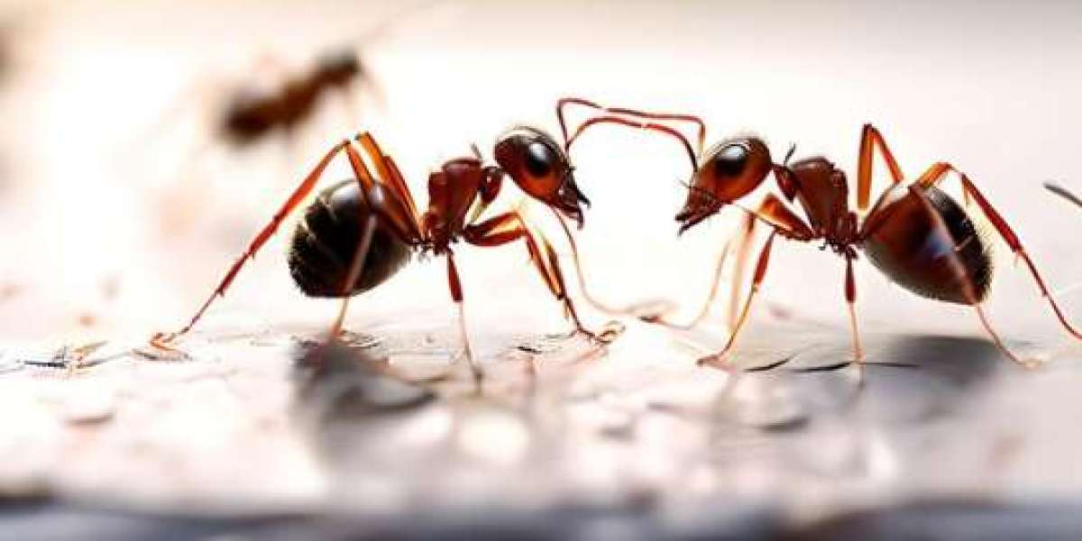 Sustainable Ant Control: Eco-Friendly Solutions for Melbourne Residents