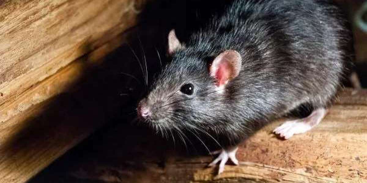 Affordable Rat Removal Melbourne Cost for Long-Lasting Rodent-Free Properties