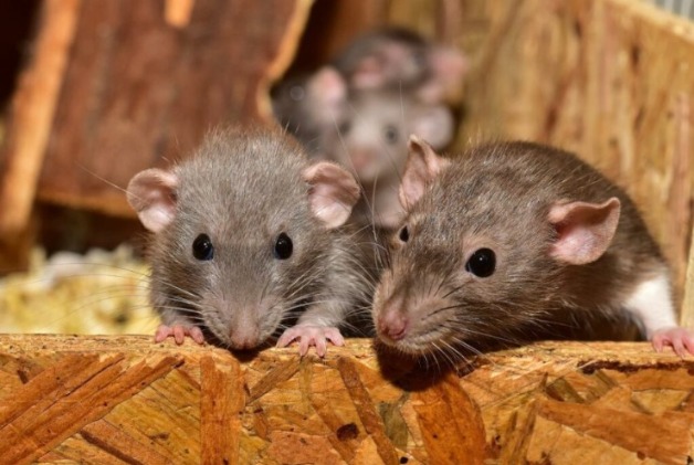 Say Goodbye to Rats with Professional Removal Services in Melbourne | Vipon