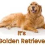 golden retriever puppy food