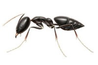 Ant Pest Control Richmond, Ant Removal Richmond, Pest Control Near me