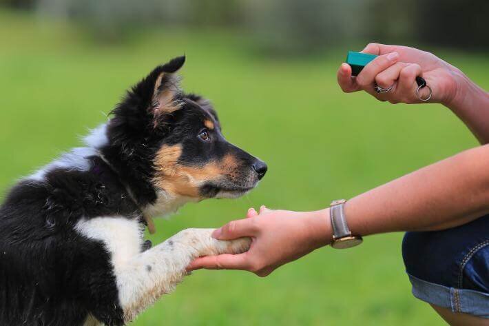 How Personalized Training Plans Get Faster, Lasting Results: brooklynpup — LiveJournal