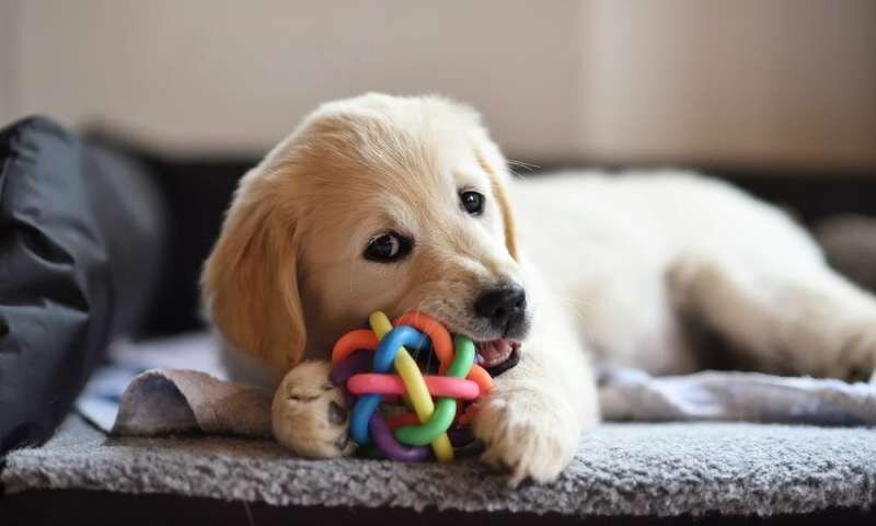 The Basics to Get off on the Right Foot: Positively Reinforcing – Brooklyn Pup Dog Training