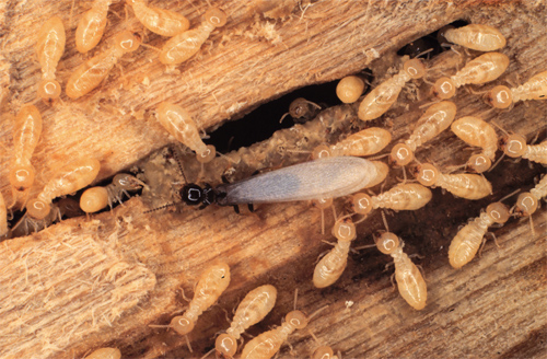 Pest Control Epping, Termite Treatment, & Inspection Epping