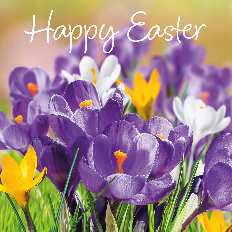Easter Crocus Cards (Pack of 4) - The Christian Shop