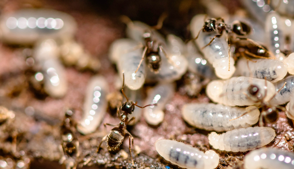 Pest Control Watsonia, Termite Inspection, Treatment & Control