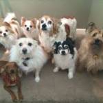 Dog Boarding Near Me Oregon City
