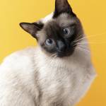pets info