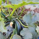 Home gardens