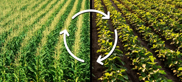 The Science Behind Crop Rotation: Why It’s Essential for Modern Agriculture