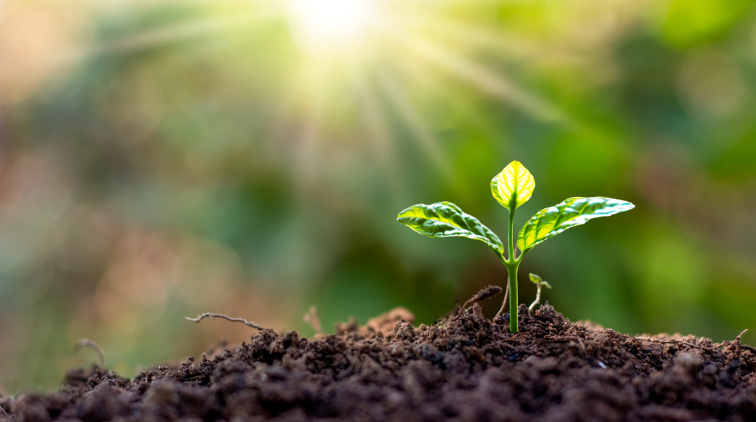 Gibberellic Acid | Gibberellic Acid Fertilizer | For Sugarcane, Plants