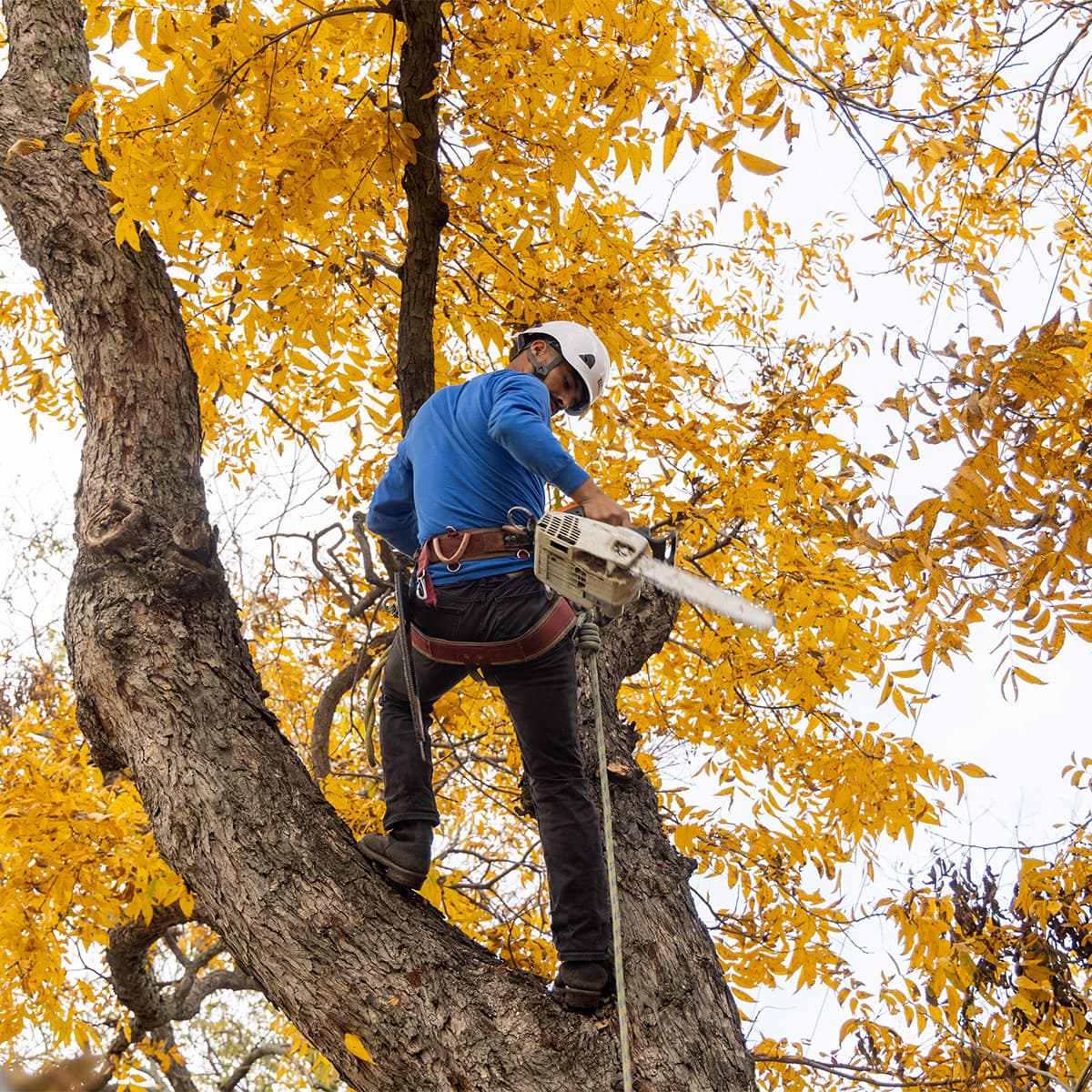Tree Removal in Canberra: Signs, Price and Factors that Affect the Cost – Forward Times