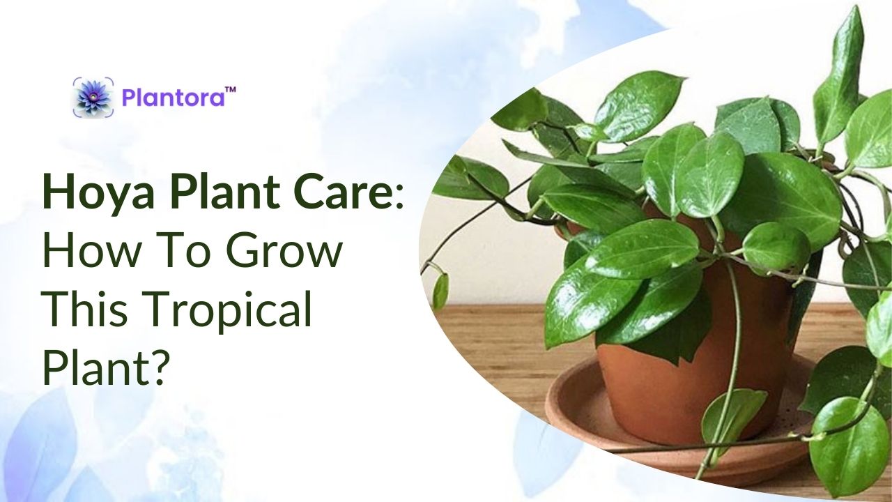 Hoya Plant Care: How To Grow This Tropical Plant? - Plantora