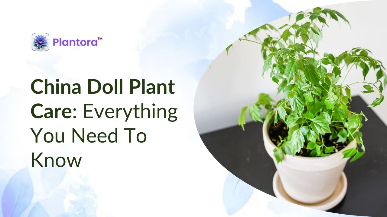 China Doll Plant Care: Everything You Need To Know - Plantora