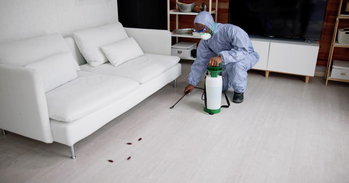 Effective Solutions for a Pest-Free Home in Caroline Springs - ArticleWaves