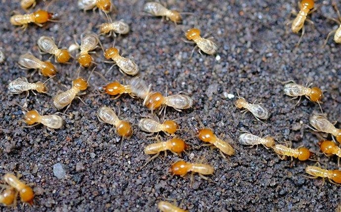 Termite Control Melbourne | RF Pest Management