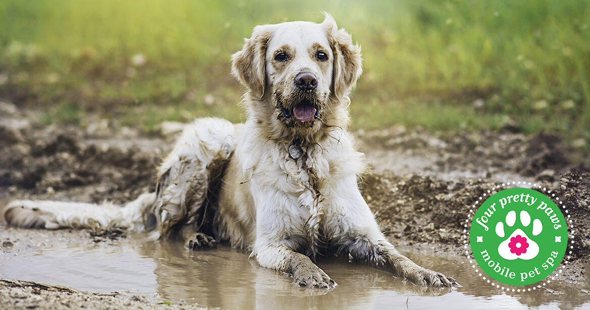 Four Pretty Paws Mobile Pet Spa Impressed with CSTK Technician Steth Garst - CSTK