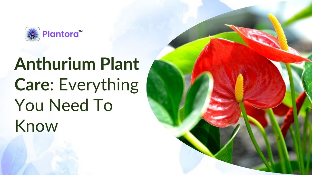 Anthurium Plant Care: Everything You Need To Know - Plantora