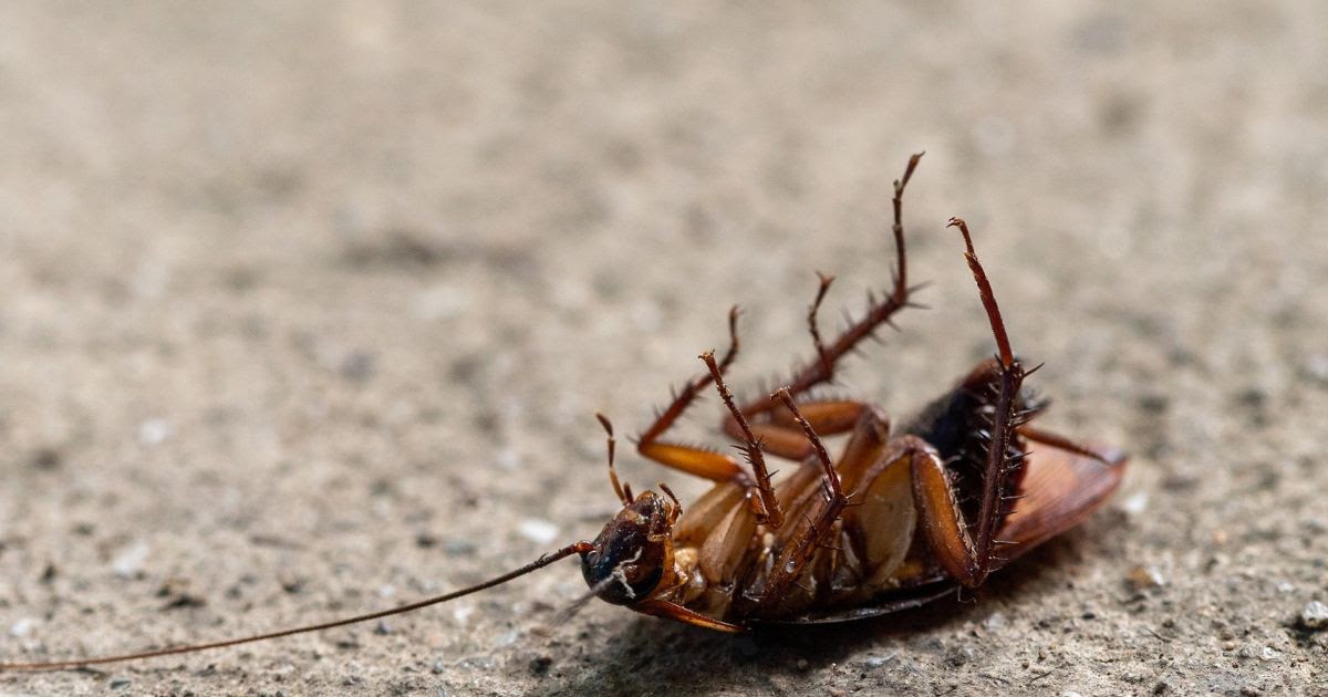 Expert Tips for a Pest-Free Home in Caroline Springs, Hoppers Crossing, and Burnside Heights