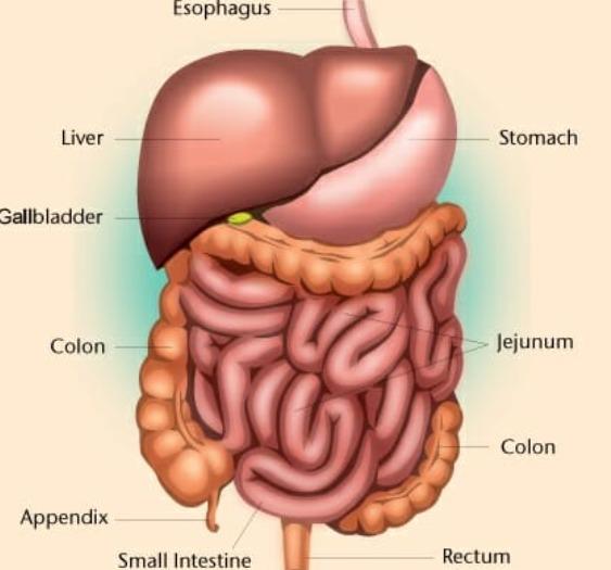 Abdominal Sonography Course in NYC