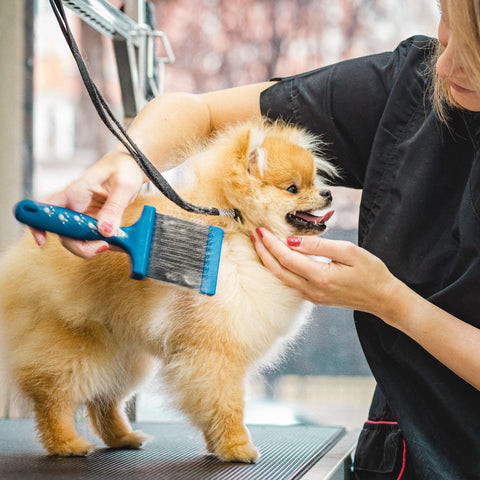 Gentle and Expert Care from Skilled Dog Groomers - JustPaste.it