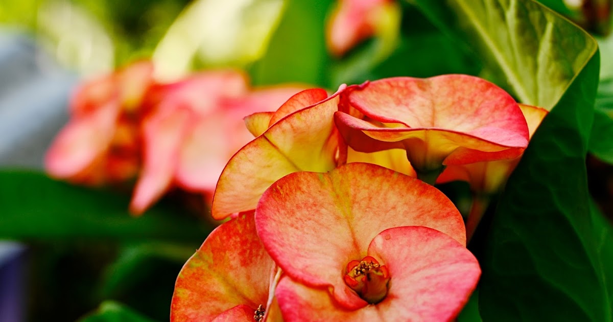 Korona Cierniowa, Królowa Domowych Roślin: Sekret Pięknego Wilczomlecza Okazałego