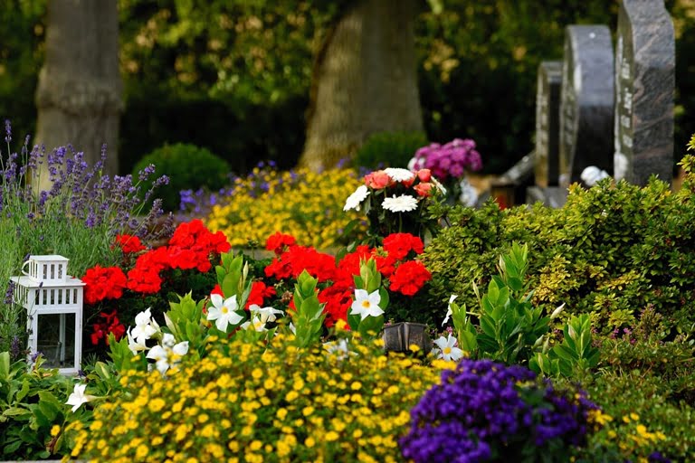 Kwiaty na cmentarz, które nie wymagają podlewania - poznaj najlepsze propozycje | Dom i Ogród