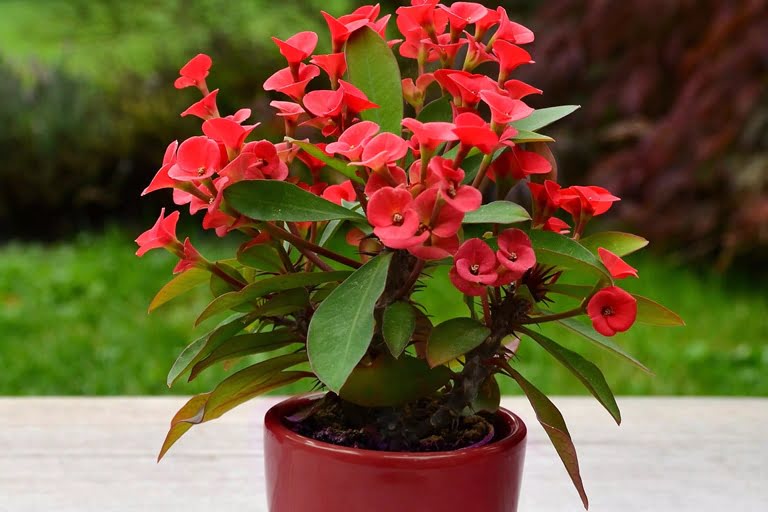 Wilczomlecz Okazały: Tajemnica Pięknych Kwiatów w Twoim Domu! | Dom i Ogród