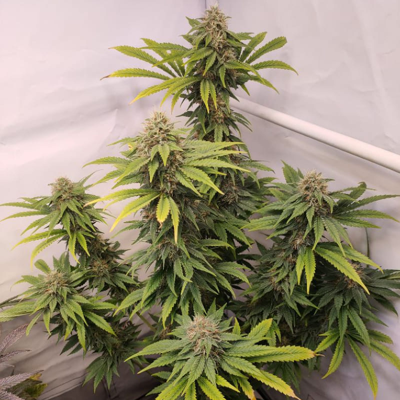 The female hemp plant | Alpenhigh - Growing cannabis plants