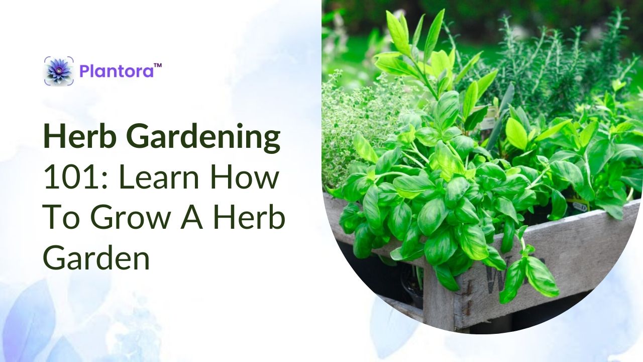 Herb Gardening 101: Learn How To Grow A Herb Garden - Plantora