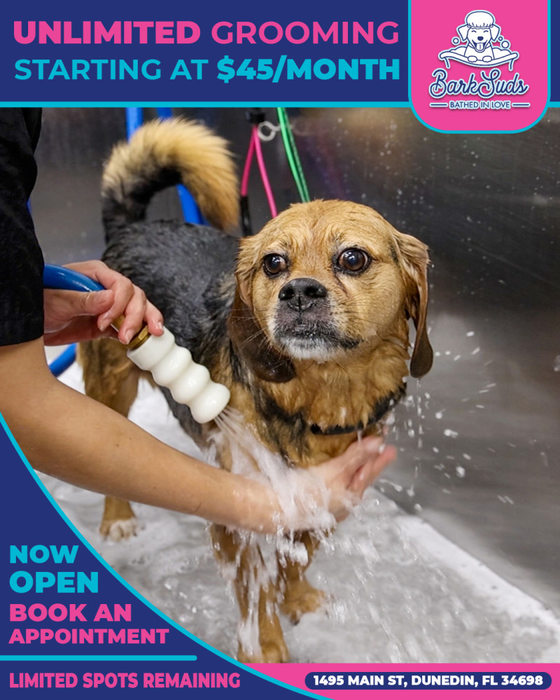 Affordable Grooming Without the Side-Eye: Dunedin Dogs Deserve Better Baths: dunedinbarksuds — LiveJournal